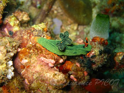 Nembrotha sp.JPG - Philippines - Les Visayas